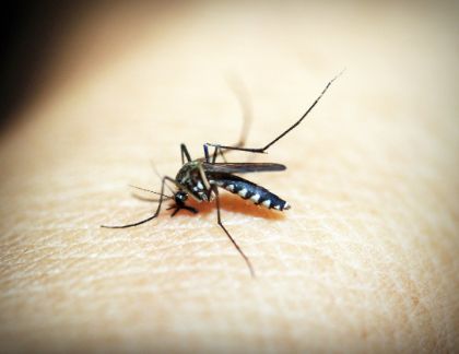 Ordinanza prevenzione malattie da zanzare